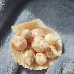 Assorted Natural Sea Shells in Scallop Bowl - Cream & Peach Tones